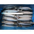 Nuevo aterrizaje congelado Pacific Mackerel Fish 200-300G